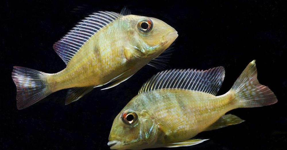 Ziemiojad Rio Caqueta - Geophagus - ODŁÓW - WF - dowóz, wysyłka