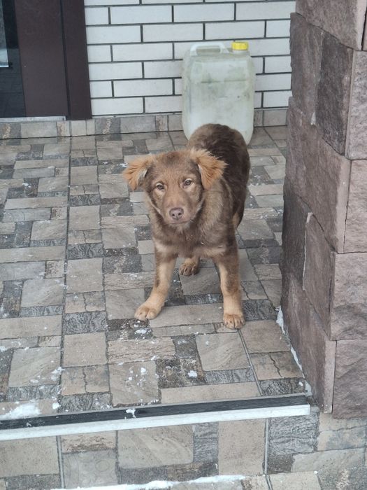 Щеня цуценя підрощене 5.5 міс вакцинована