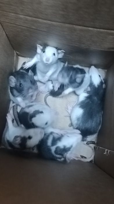 Декоративні Пацюки (щурики)