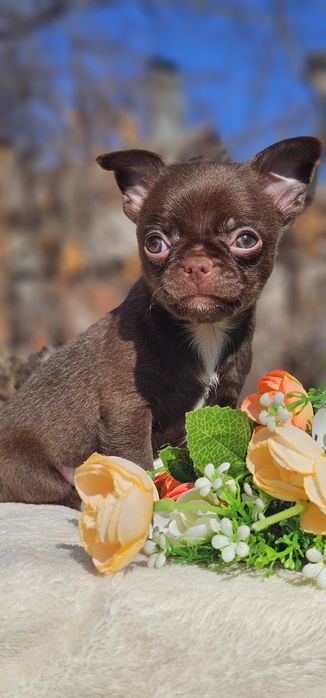 Мальчик чихуахуа КСУ