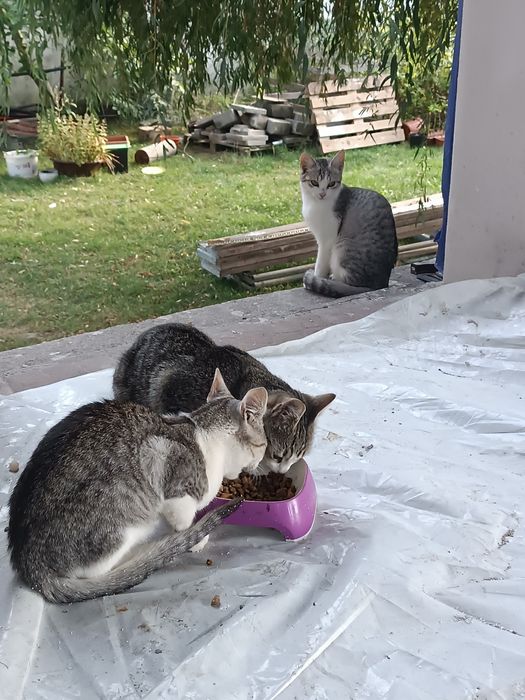 Trzy kotki szukają kochającego domu