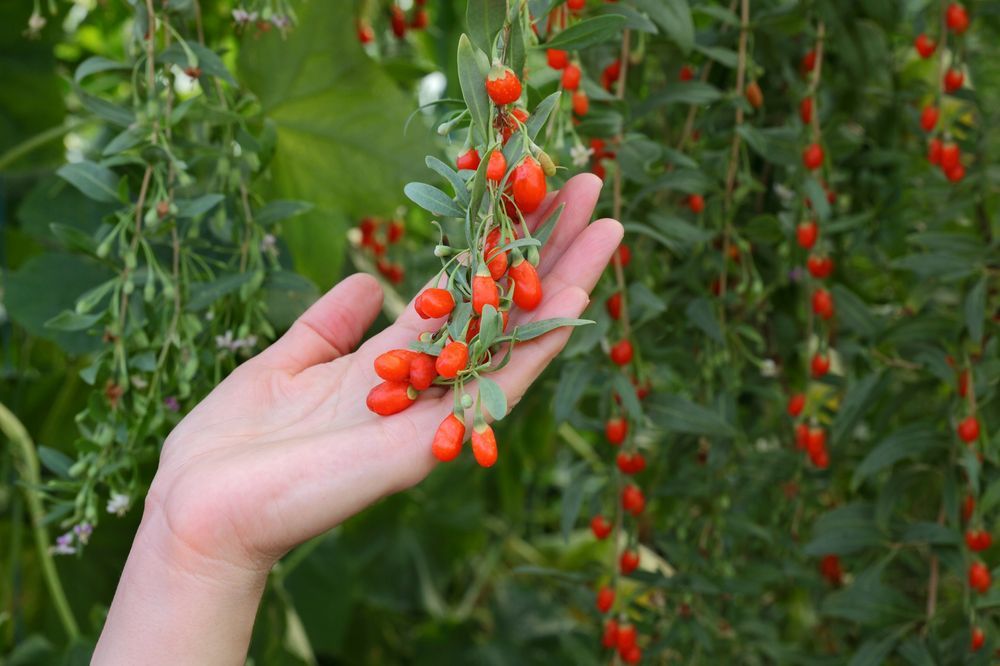 Jagoda Goji 'Big Berry' Duże owoce (Lycium barbarum) Doniczka 2.0L