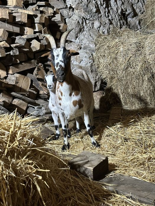 Cabras anas e cabritos