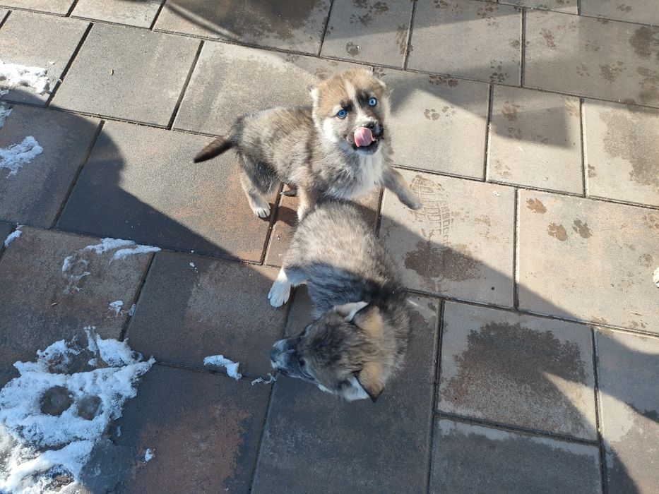 Отдам щенков 3 девочки