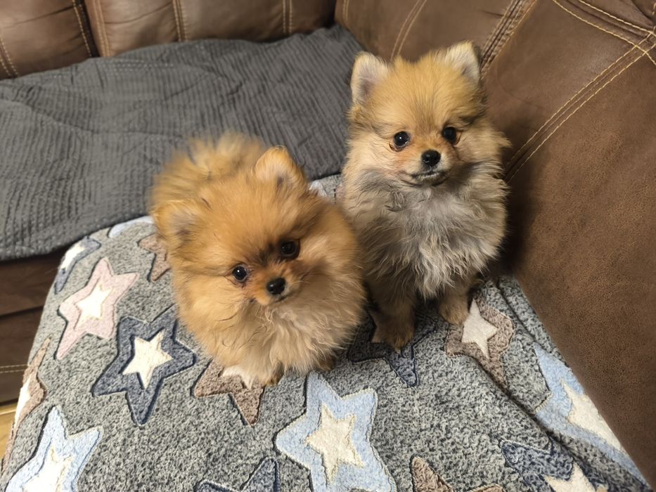 Красиві дівчатка шпіци