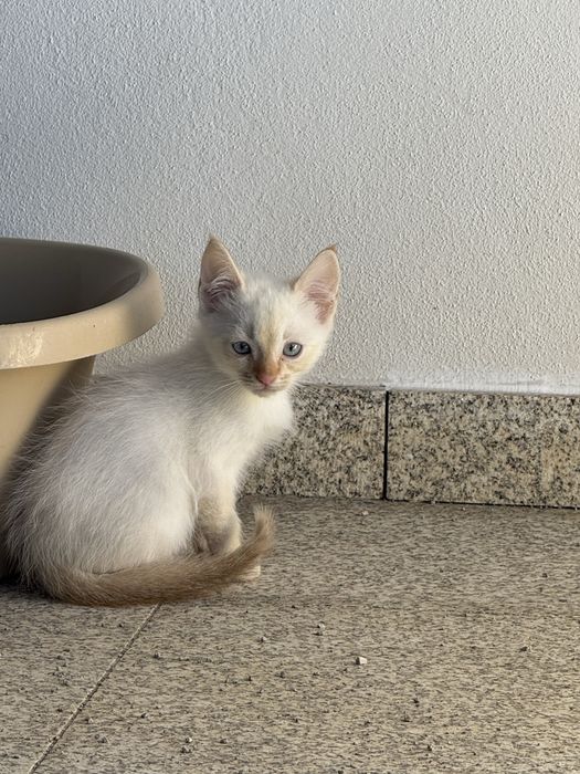 3 gatinhos para adoção