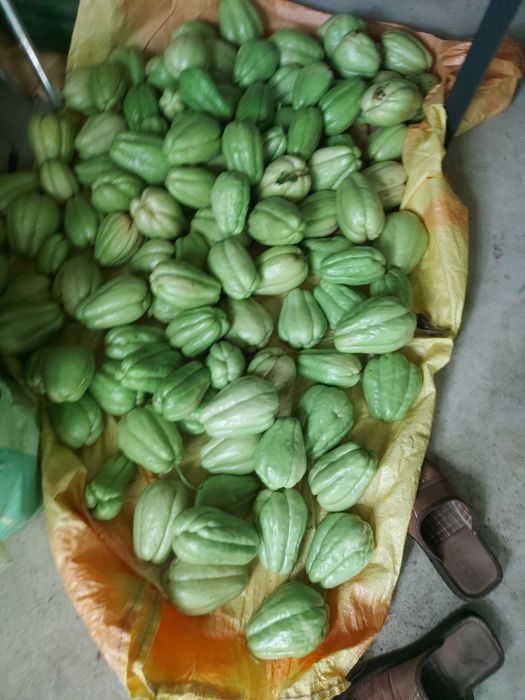 100 kg de chuchus caseiros biogicos legume muito bom para a saúde