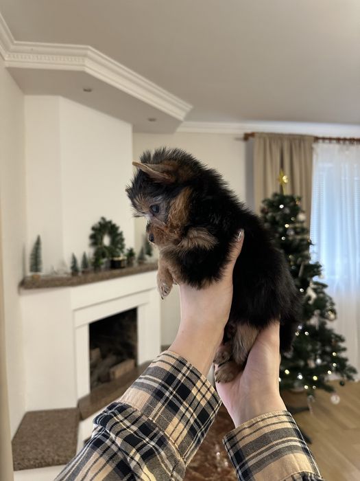 Хлопчик міні йорк Київ