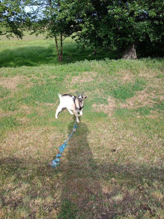 Камерунський красень чекає принцес