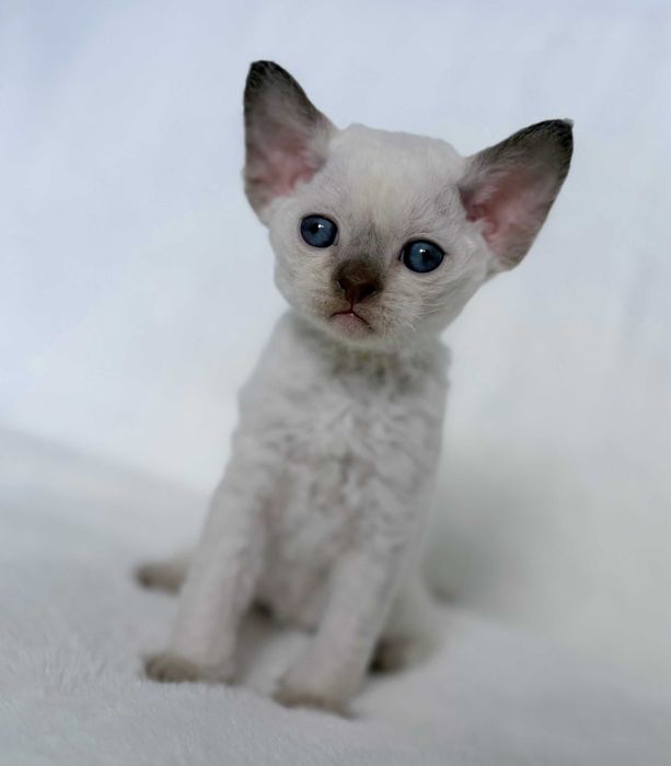Devon Rex z rodowodem Fpl