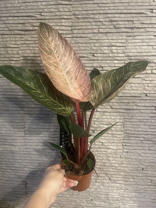 Філодендрон Birkin Pink