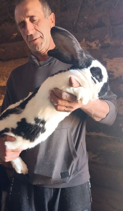 Кролики різного віку