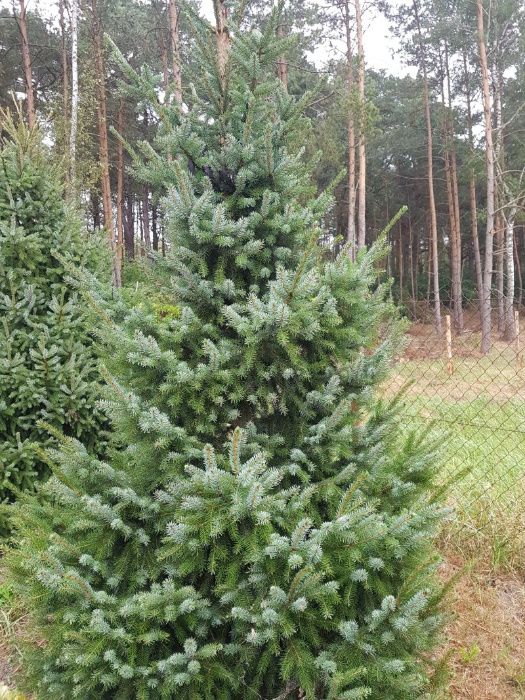 ŚWIERK SERBSKI-OMORIKA-w C10-C15-C20.przedział-100-400cm-Szkółka..