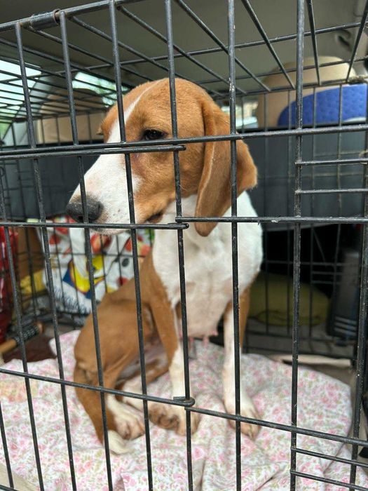 Gończy chorwacki do adopcji