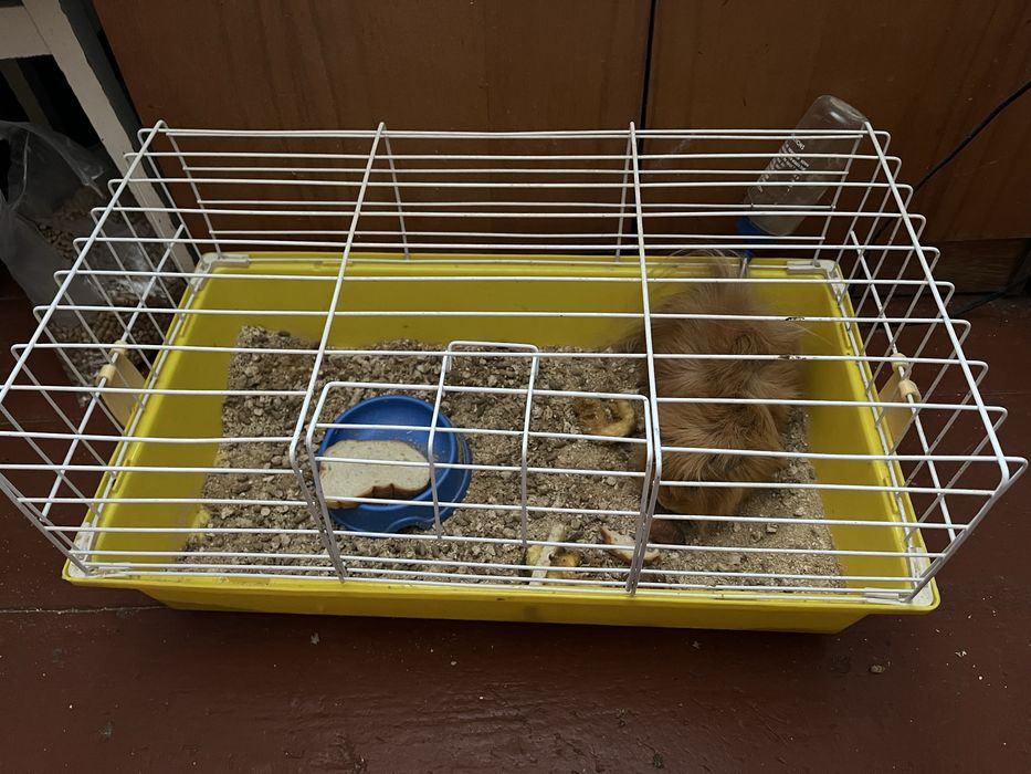 Безкоштовно морська пухнаста свинка