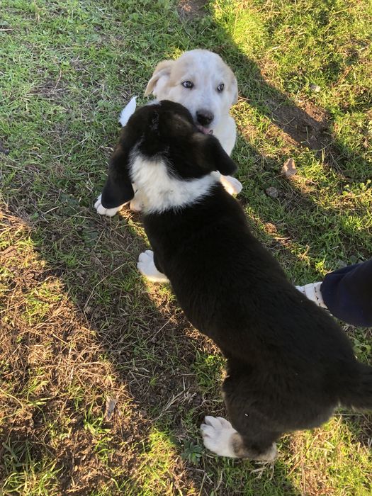Ovelhas ( cachorras de raça cao de gado transmontano).