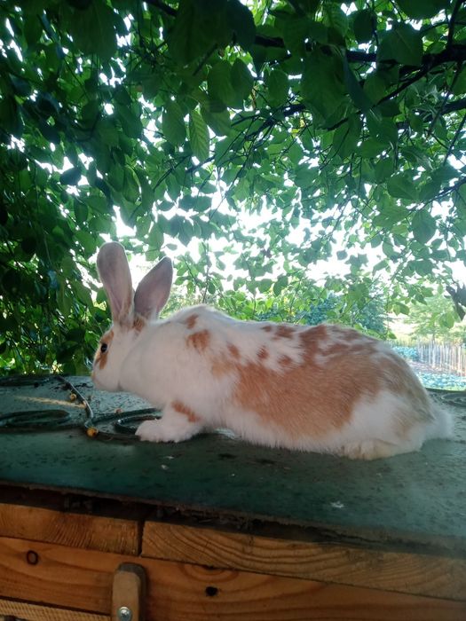 Кролики різних порід