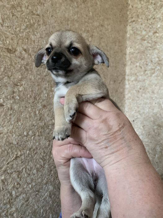 Щенята чихуа дівчатка