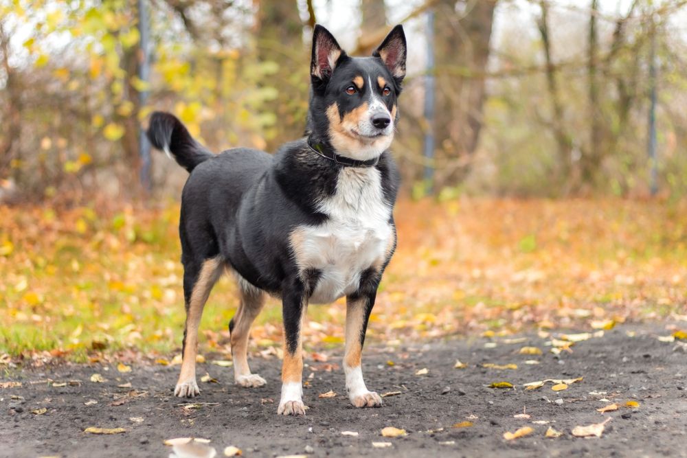 Moli w typie border collie szuka domu