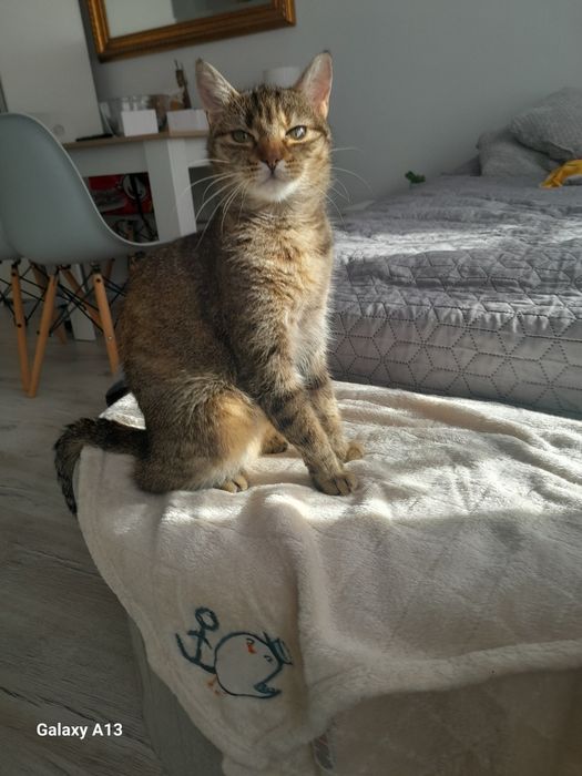 Za darmo koty do adopcji