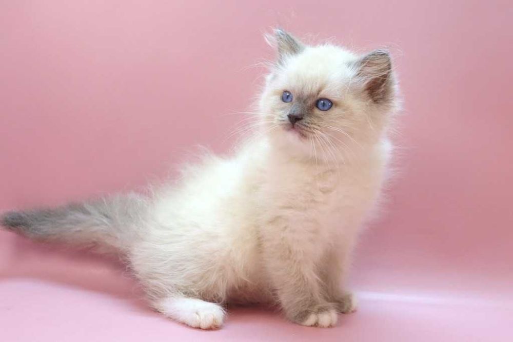 Роскошный Ragdoll//Регдолл котик
