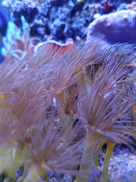 Parazoanthus Yellow / Akwarium Morskie