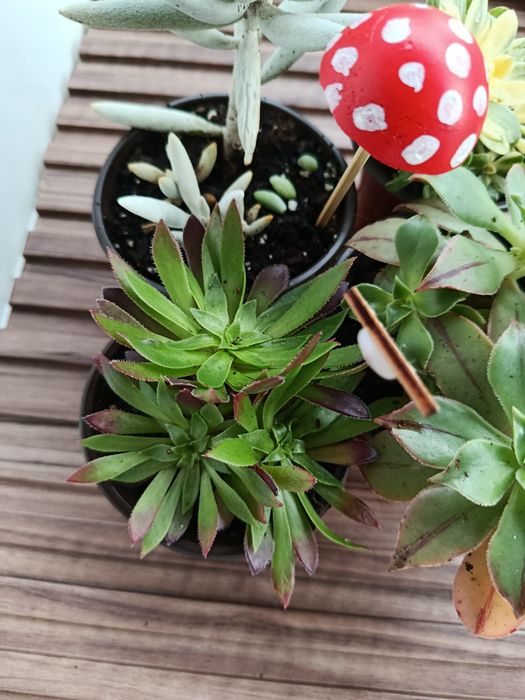 Conjunto de suculentas