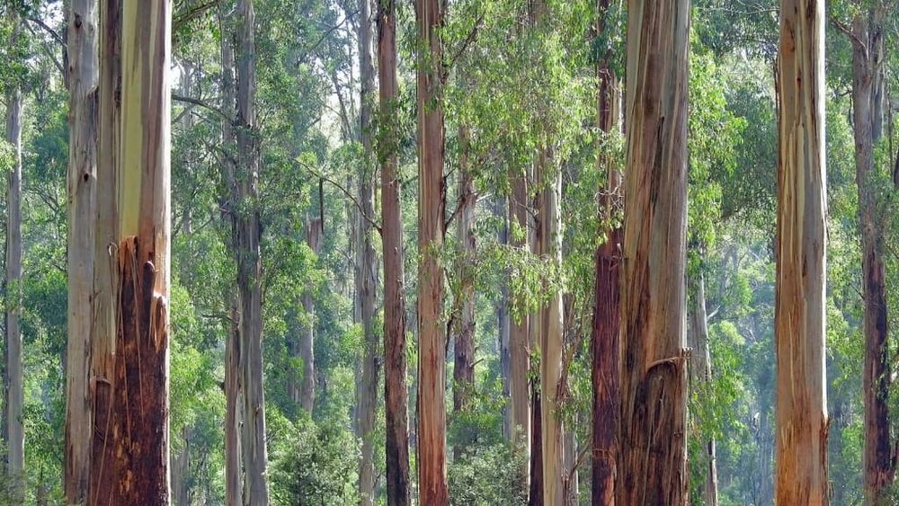 Eucaliptal, pinhal etc