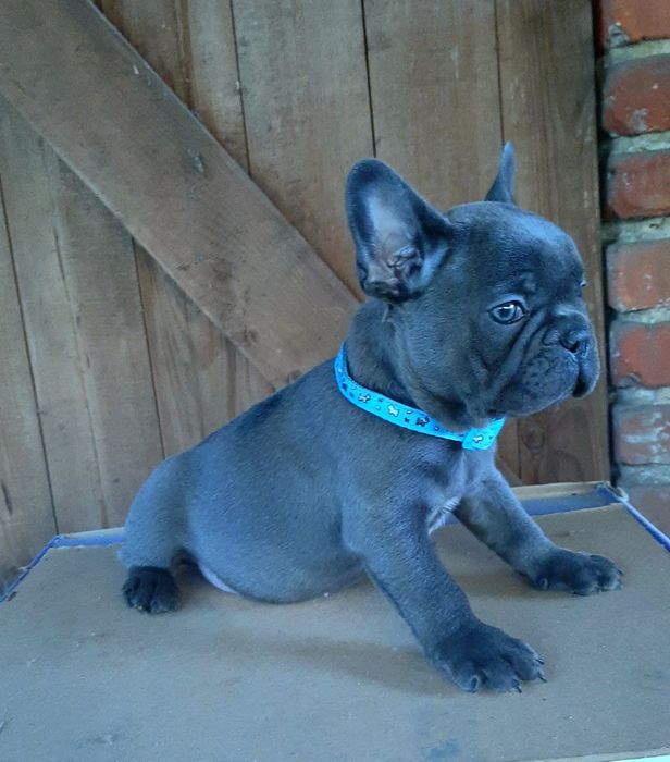 Buldog francuski sunia i piesek