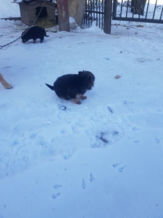 Отдам щенков 1 мес