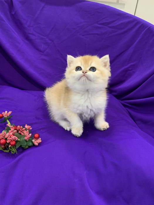 Класнючий мачо ! Вязка