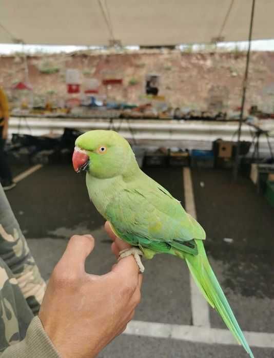 Papagaio Ring nek Domésticados, Bebê ou selvagem