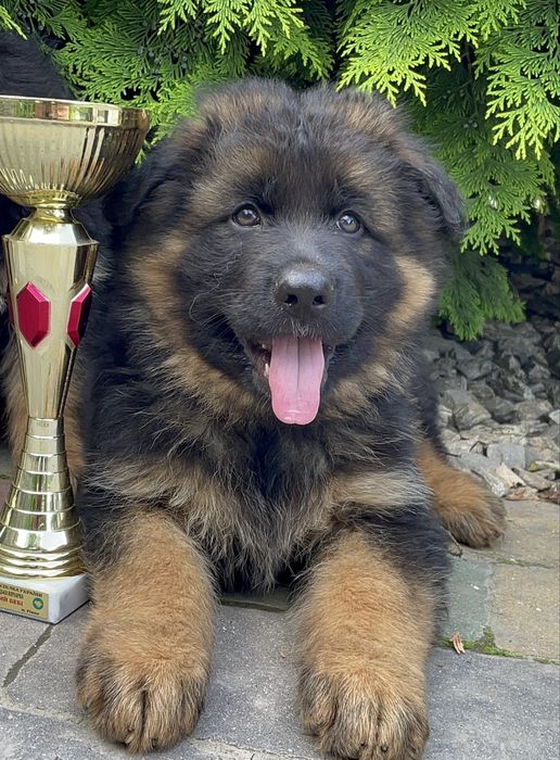 Бронь ! Цуценята німецької вівчарки КСУ