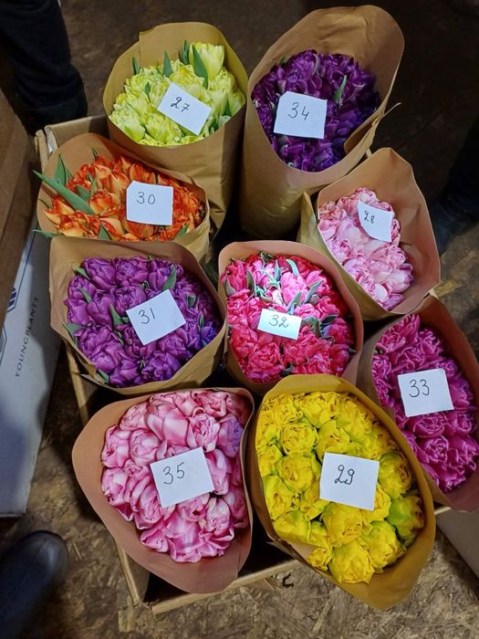 Ліквідація все по 30грн тюльпан з грядки опт та роздріб не голандія