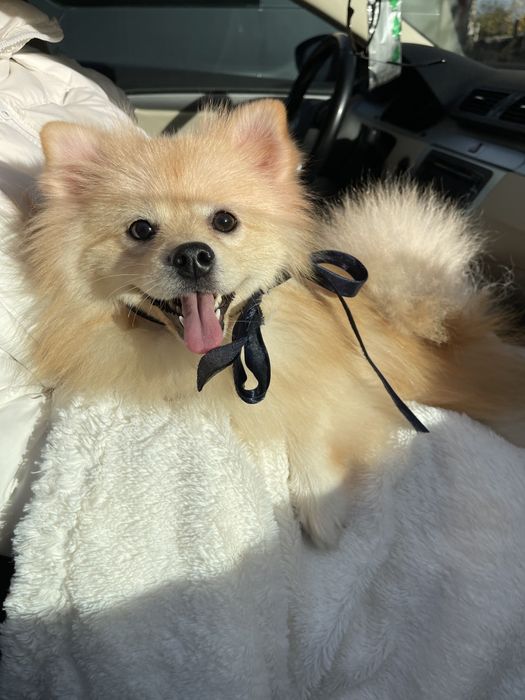 Ідеальні Померанські шпіци для вашого дому