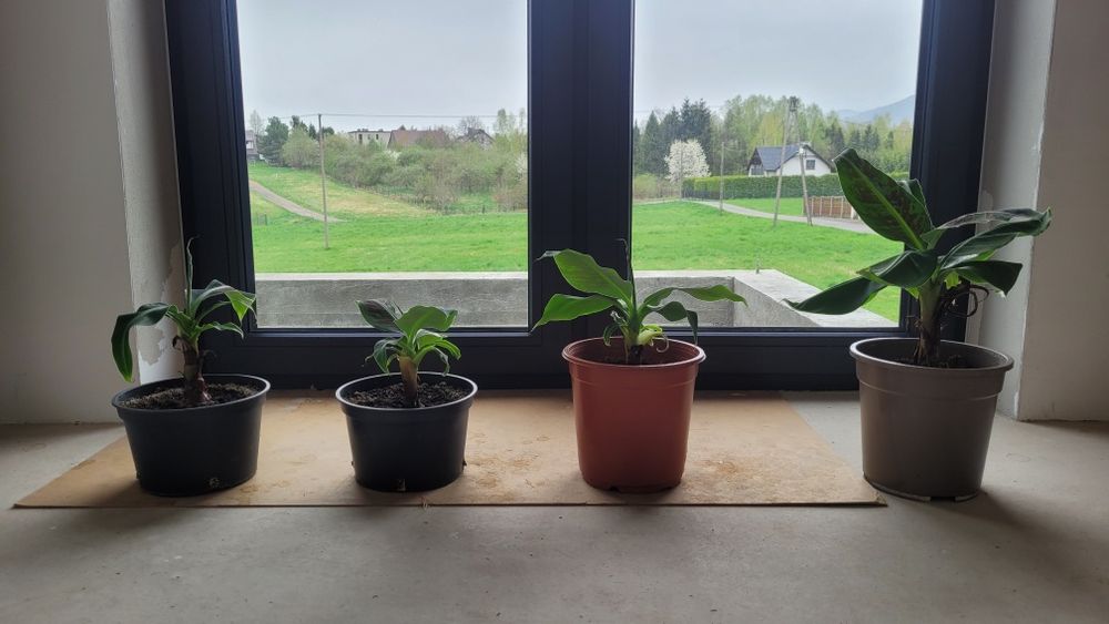 Bananowiec Musa Tropicana młoda sadzonka