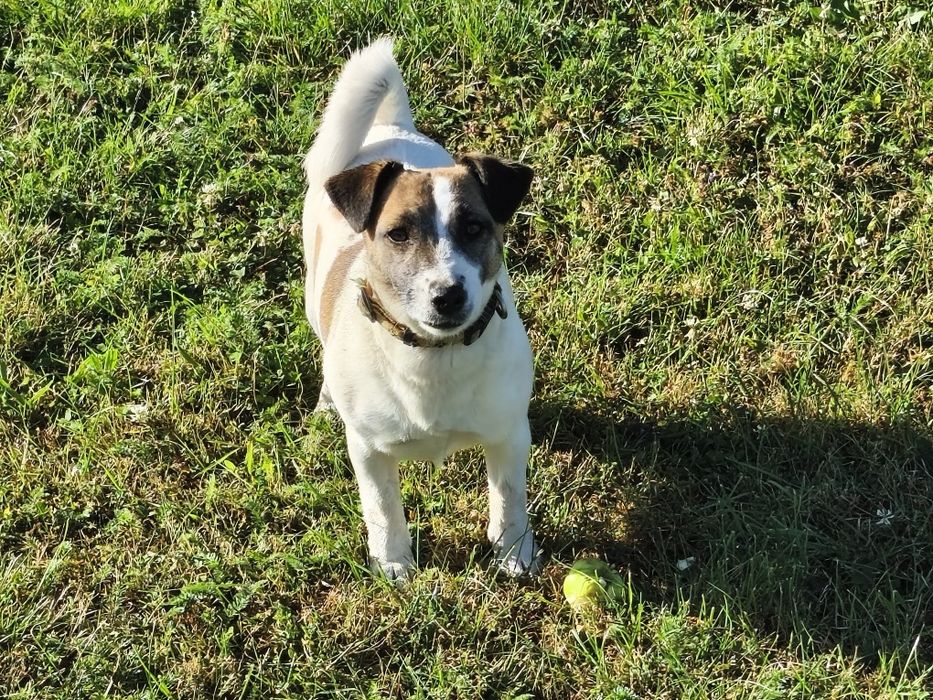 Jack Russell Terrier, suczka