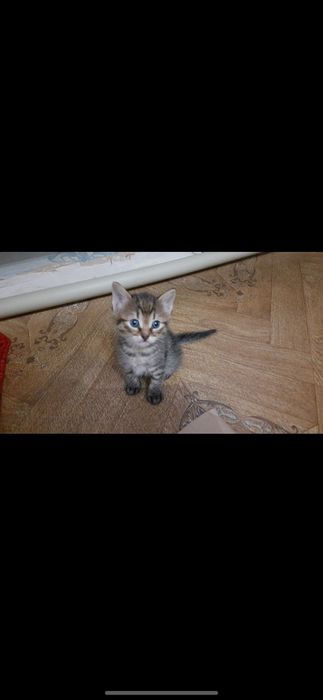 Отдам бесплатно котят
