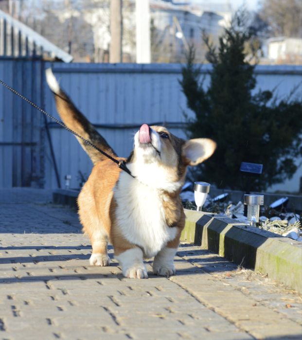 Соболинний красень! 17.03 Безкоштовна доставка!!!