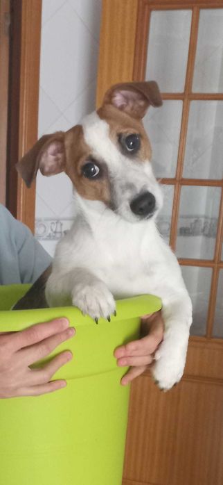 Dou Jack Russel de 8 meses