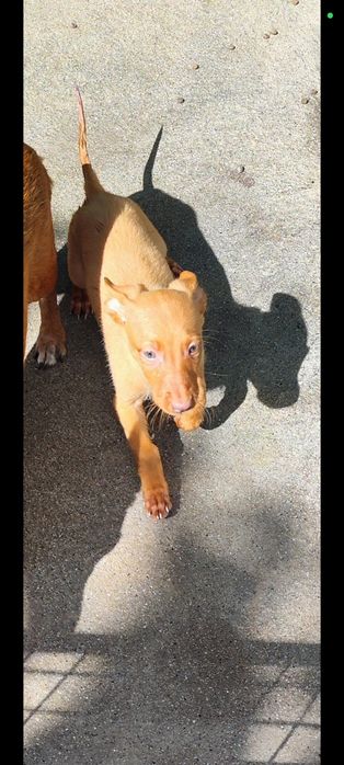 Cães Podengos para adoção Linha de caça