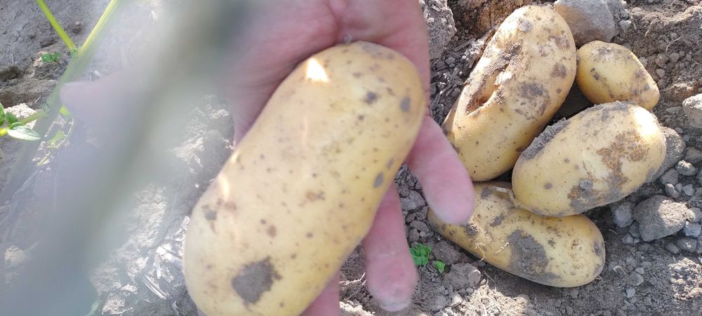 Ziemniaki Denar, Quinn Anna, Ignacy,Wineta