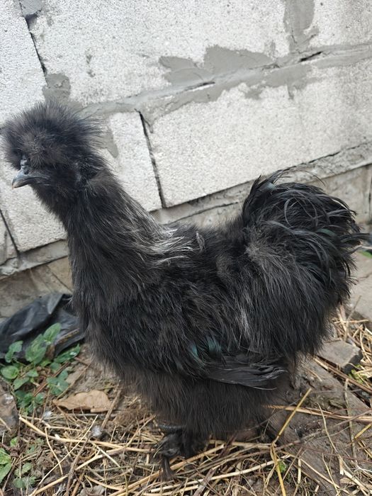 Кури. Декоративна китайська шовкова пухова. Півні