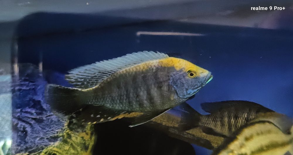 Protomelas spilonotus mara rocks