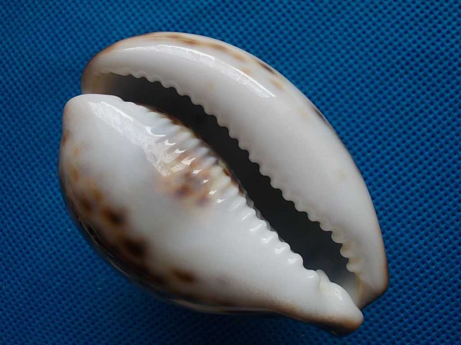 Muszle morskie- Cypraea tigris