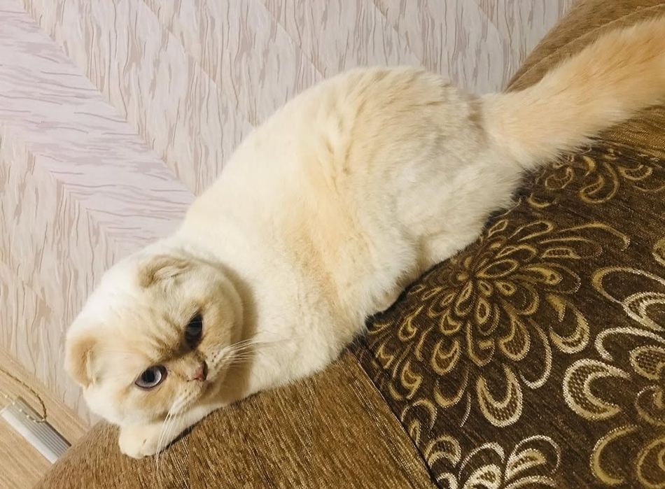 Зник кіт, допоможіть повернути улюбленця  в сім'ю