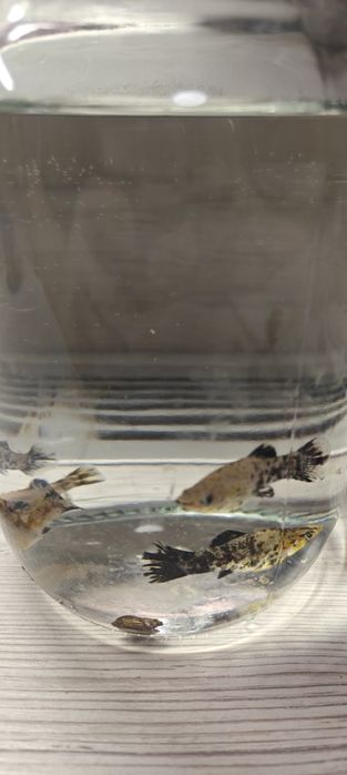 Рибки акваріумні