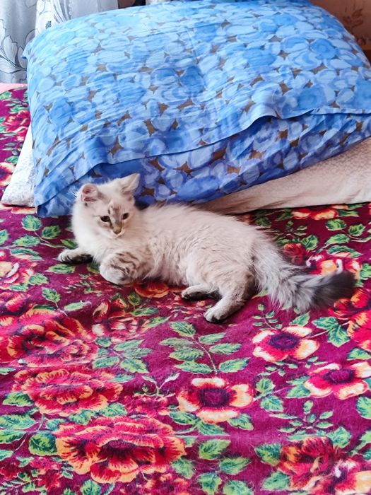 Віддам котиків добрі руки