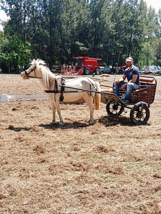 Pônei Isabel 7 feitos