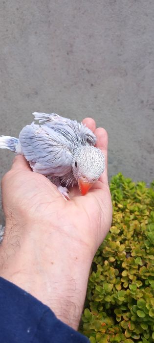 Ring necks criados há mão